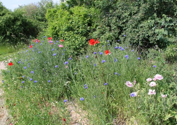 Blumenbeet im Sommer auf dem Lande in Rohrlack
