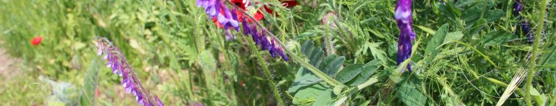 Blumenfeld im Sommer