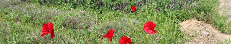 Rote Mohnblumen im Feld vor dem Haus