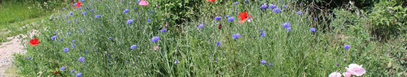 Blumenbeet im Sommer auf dem Lande in Rohrlack