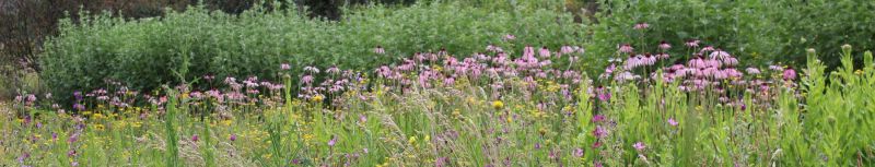 Ein Blumenfeld im Sommer