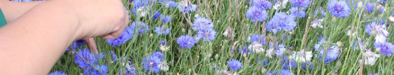 Eine Hand die blaue Kornblumen pflückt