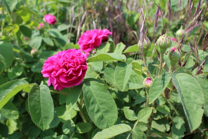 Rosen im Sommer